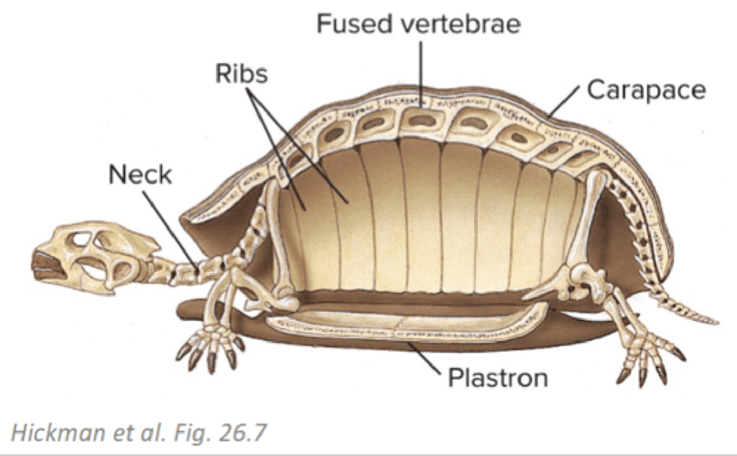 <p>bony shell consisting of dorsal carapace and ventral plastron</p>