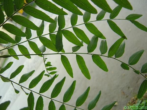 <p><span>dřezovec trojtrnný</span></p>