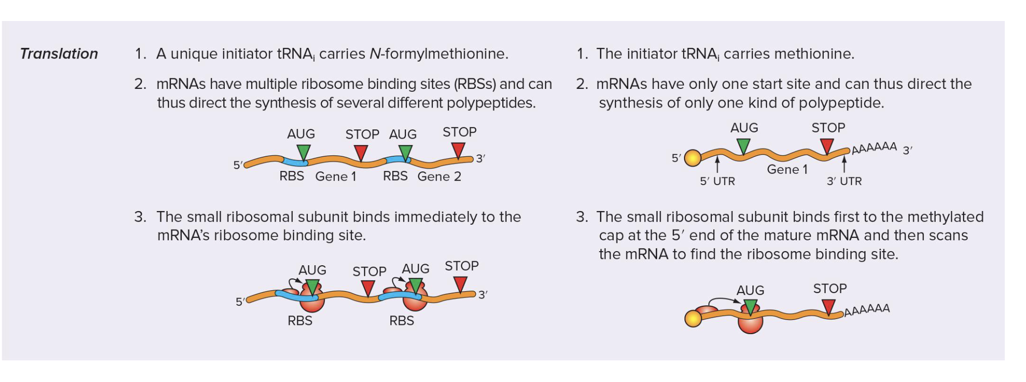 <p>proks: </p><ol><li><p>unique initiator tRNA carries N-formylmethionine (fMet)</p></li><li><p>mRNAs have multiple ribosome bining sites (RBSs) → direct synthesis of several diff polypeptides</p></li><li><p>small ribosomal subunit binds immediately to mRNA’s ribosome binding site</p></li></ol><p></p><p>euks: </p><ol><li><p>initiator tRNA carried methionine (Met) </p></li><li><p>mRNAs have only one start site → direct synthesis of only 1 kind of polypeptide</p></li><li><p>small ribosomal subunit binds first to methylated cap at 5’ end of mature mRNA and then scans mRNA to find ribosome binding site</p></li></ol><p></p>