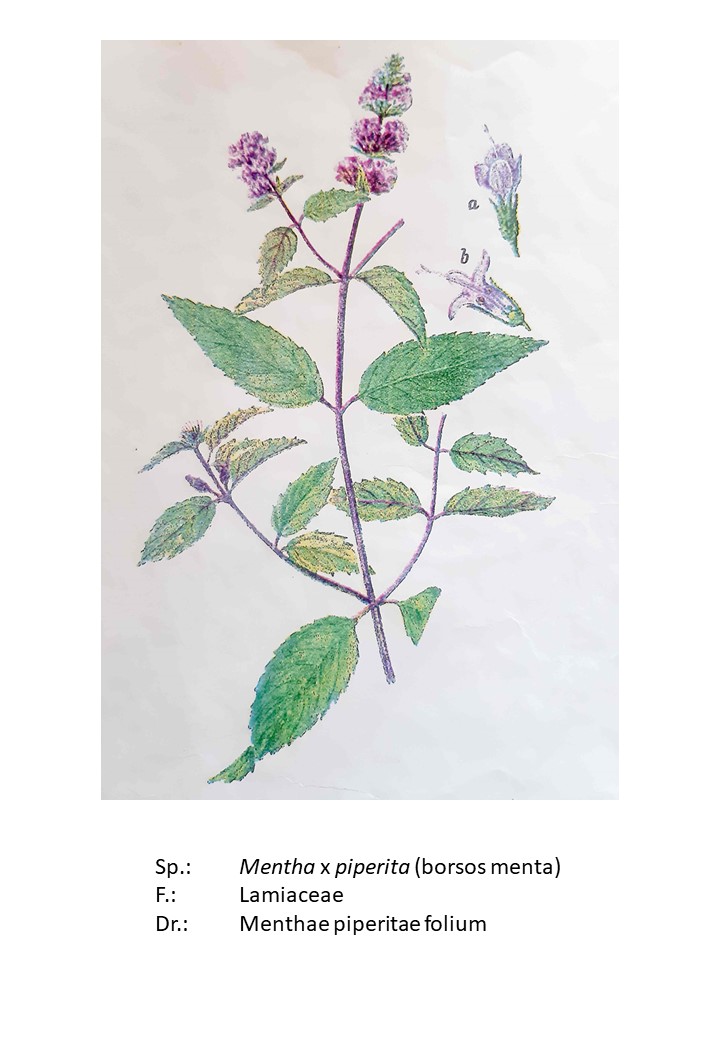 <p>borsos menta</p>