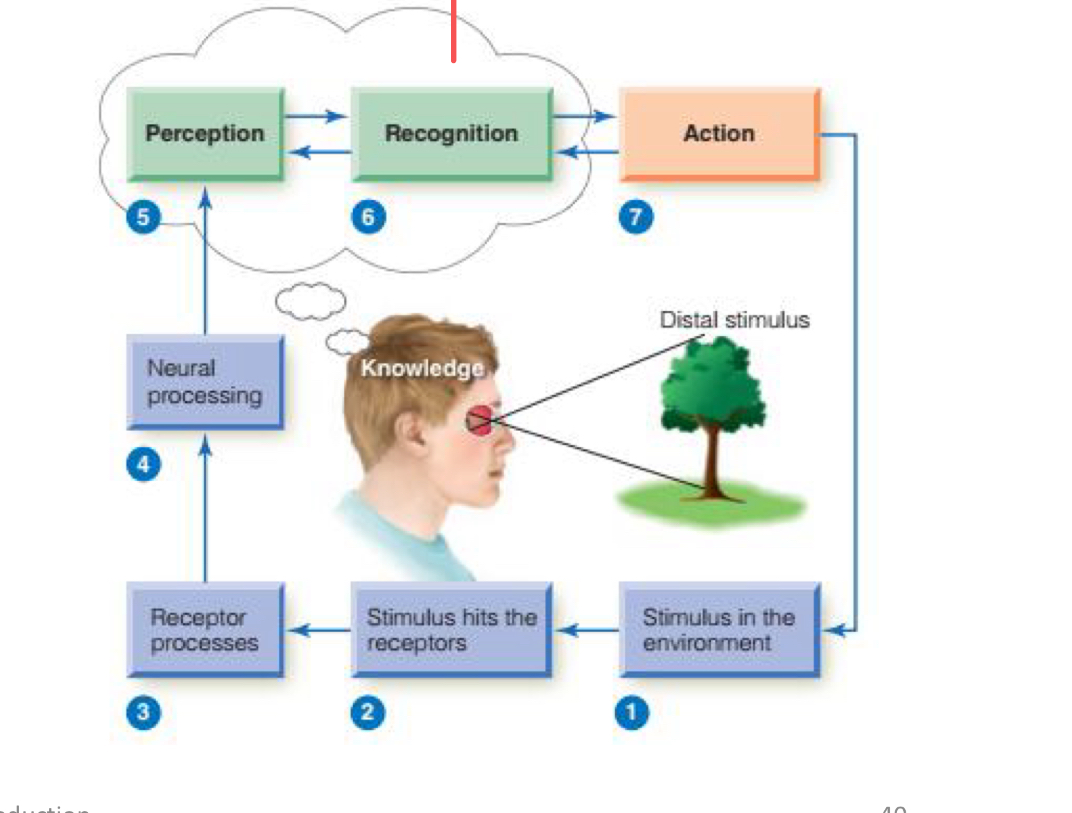 <p>Involves identifying the stimulus (knowing what it is). Requires top-down processes. (Step 5-6)</p>