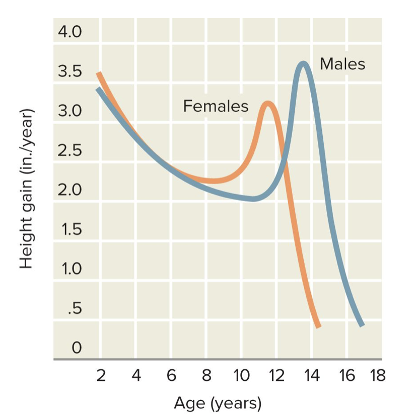 <ul><li><p><span><span>On average, the pubertal growth spurt begins and peaks about two years earlier for girls</span></span></p><ul><li><p><span><span>Girls (starts at age 9, peaks at 11½)</span></span></p></li><li><p><span><span>Boys (starts at age 11½, peaks at 13½)</span></span></p></li></ul></li></ul><p></p>