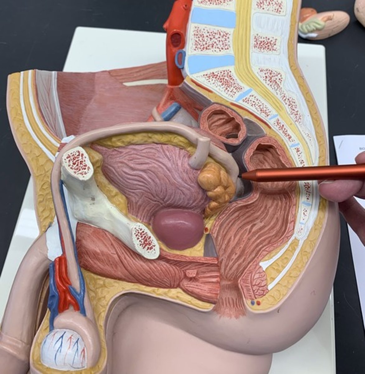 <p>an enlargement of the vas deferens at its termination point just before the site where the duct of the seminal vesicle joins the ductus deferens</p>