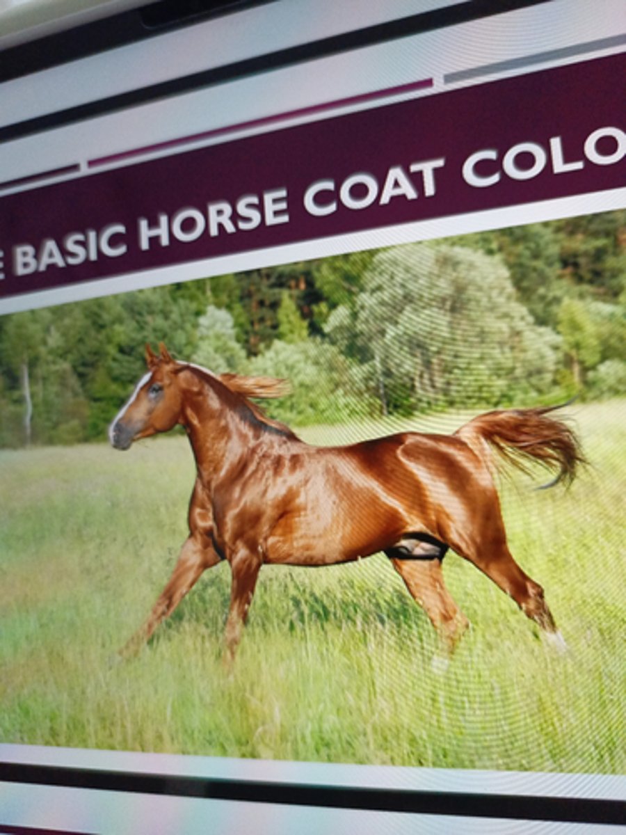 <p>- reddish-to-brown coat with mane and</p><p>tail the same or lighter in color than coat</p><p>¡ Absence of true black hairs</p><p>¡ Most common coat colors; dark brown eyes and black skin</p><p>¡ Genetics: Recessive extension gene</p><p>¡ Wildtype E (bay &amp; black coat color) + two mutations of "e" and</p><p>"</p><p>ea</p><p>" (cause chestnut color)</p>