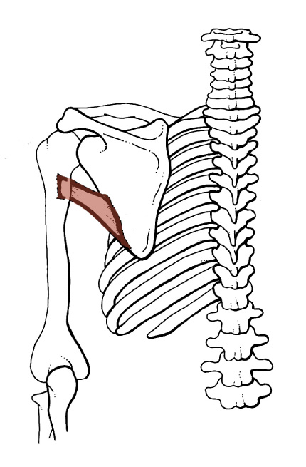 <p>Origin: <span>Dorsal surface of the inferior angle of the Scapula</span></p><p>Insertion: <span>Crest of the lesser tubercle of the Humerus</span></p><p>Action: <span>adducts the arm, medially rotates the arm, assists in arm extension</span></p>