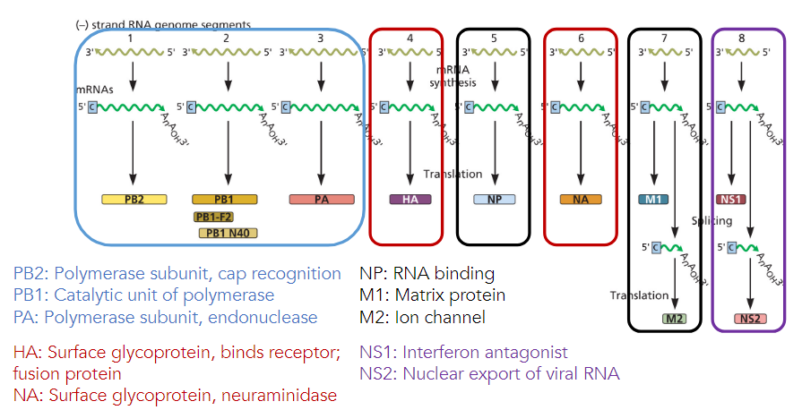 Segmented, Negative-sense RNA virus