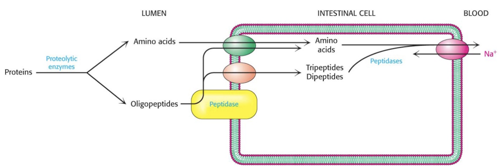 <ol><li><p>proteins are broken down by proteolytic enzymes in the intestine to amino acids and oligopeptides</p></li><li><p>AA can be directly absorbed into the intestine, oligopeptides are broken down further by peptidases into amino acids</p></li><li><p>amino acids are then transported to the blood stream</p></li></ol><p></p>