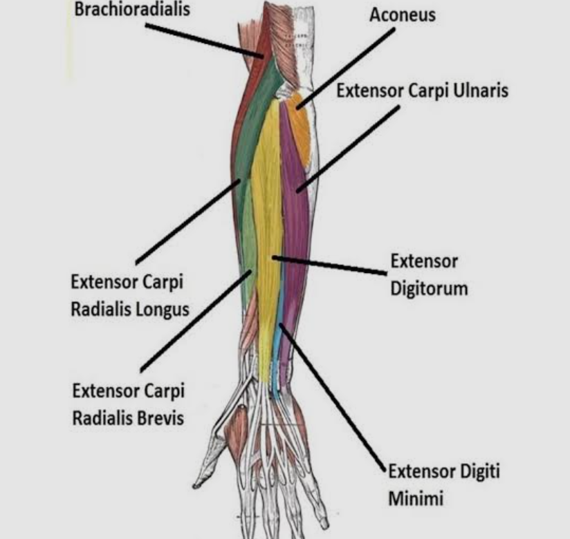 <p>Fingers and hands: <span>Extensors </span></p>
