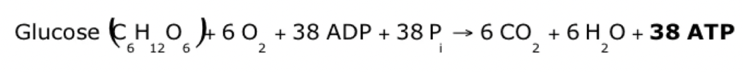 Memorize this equation for Aerobic metabolism