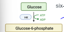 <p>glycolysis protein; hexokinase in muscle/fat, glucokinase in liver. glucokinase in liver increased by insulin, both are allosterically inhibited by G6P (the protein they produce)</p>