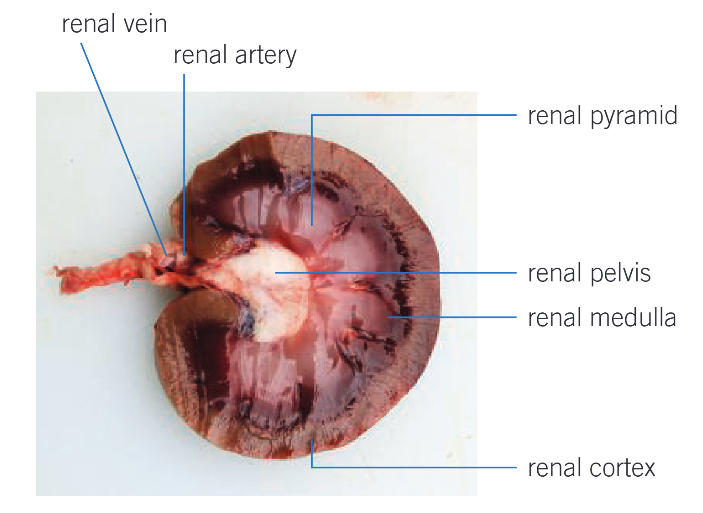 <p>Gross structure of kidney </p>