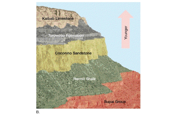 <p>Relative dating- Determine whether the rock is older or younger than other rocks</p><p>Absolute dating- Using radiometric dating techniques to determine how long ago the rock formed in the exact number of years</p>