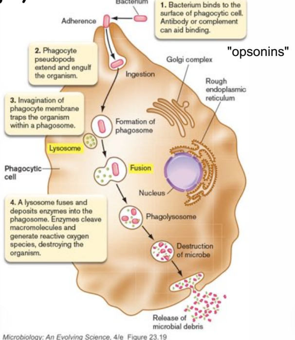 <ol><li><p>bacterium binds to the surface of phagocytic cells, antibodies or complement (opsonins) can aid binding</p></li><li><p>phagocyte pseudopods extend and engulf the organism</p></li><li><p>invagination of phagocyte membrane traps the organism within a phagosome</p></li><li><p>a lysosome fuses and deposits enzymes into the phagosome, enzymes cleave macromolecules and generate reactive oxygen species, destroying the organism</p></li></ol><p></p>