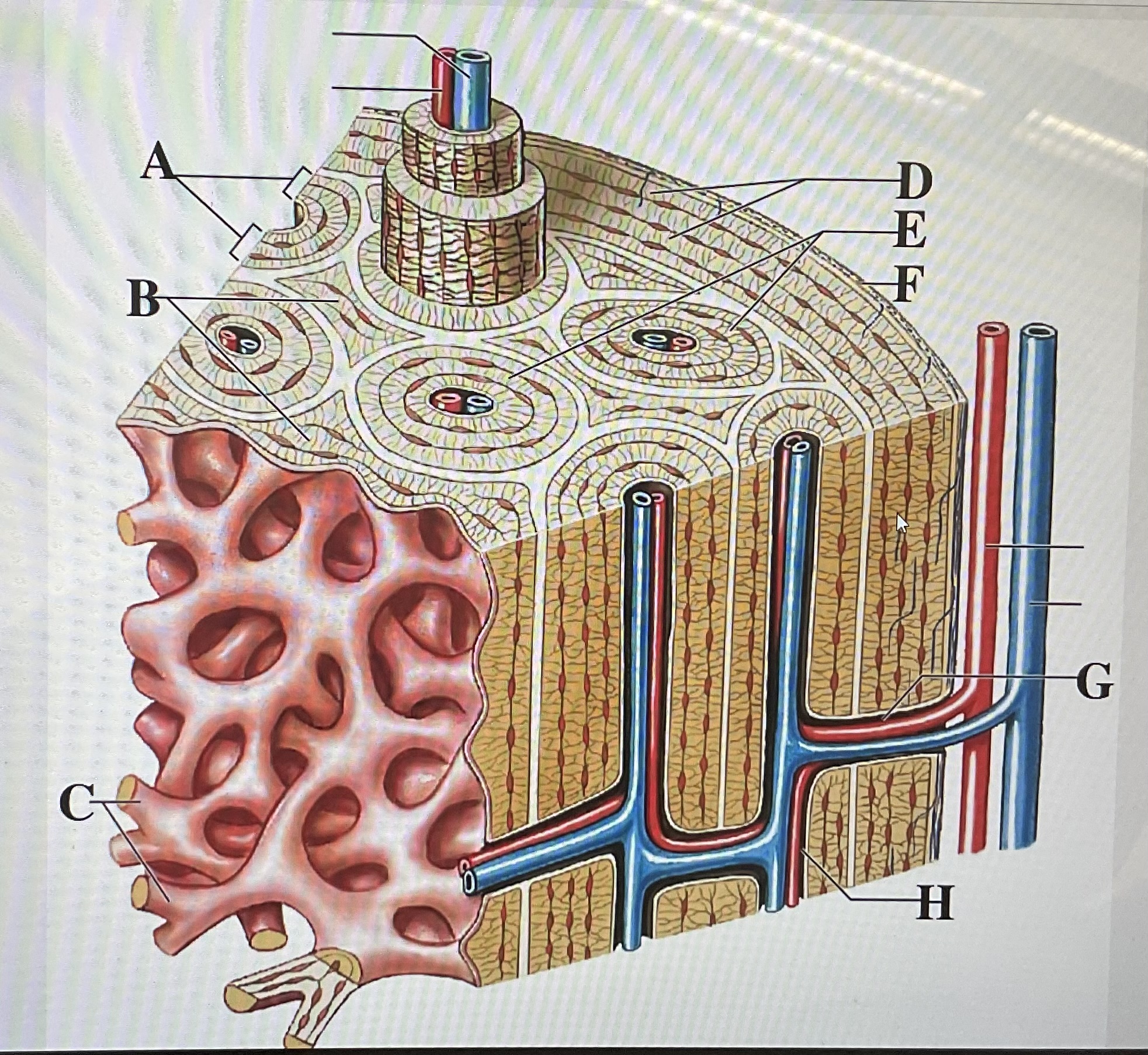 <p>in the figure above letter ___ is a perforating canal and letter ___ are circumferential lamellae</p>