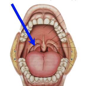 * Alsoconsideredavelarmuscle
* Forms the posterior faucial pillar (palatopharyngeal arch) 
* Origin: aponeurosis of the soft palate
* Insertion: thyroid cartilage and inferior pharynx

\
*  Two purposes:
* Elevates the pharynx and larynx
* Lowersthesoft palate
* Pharyngeal plexus
