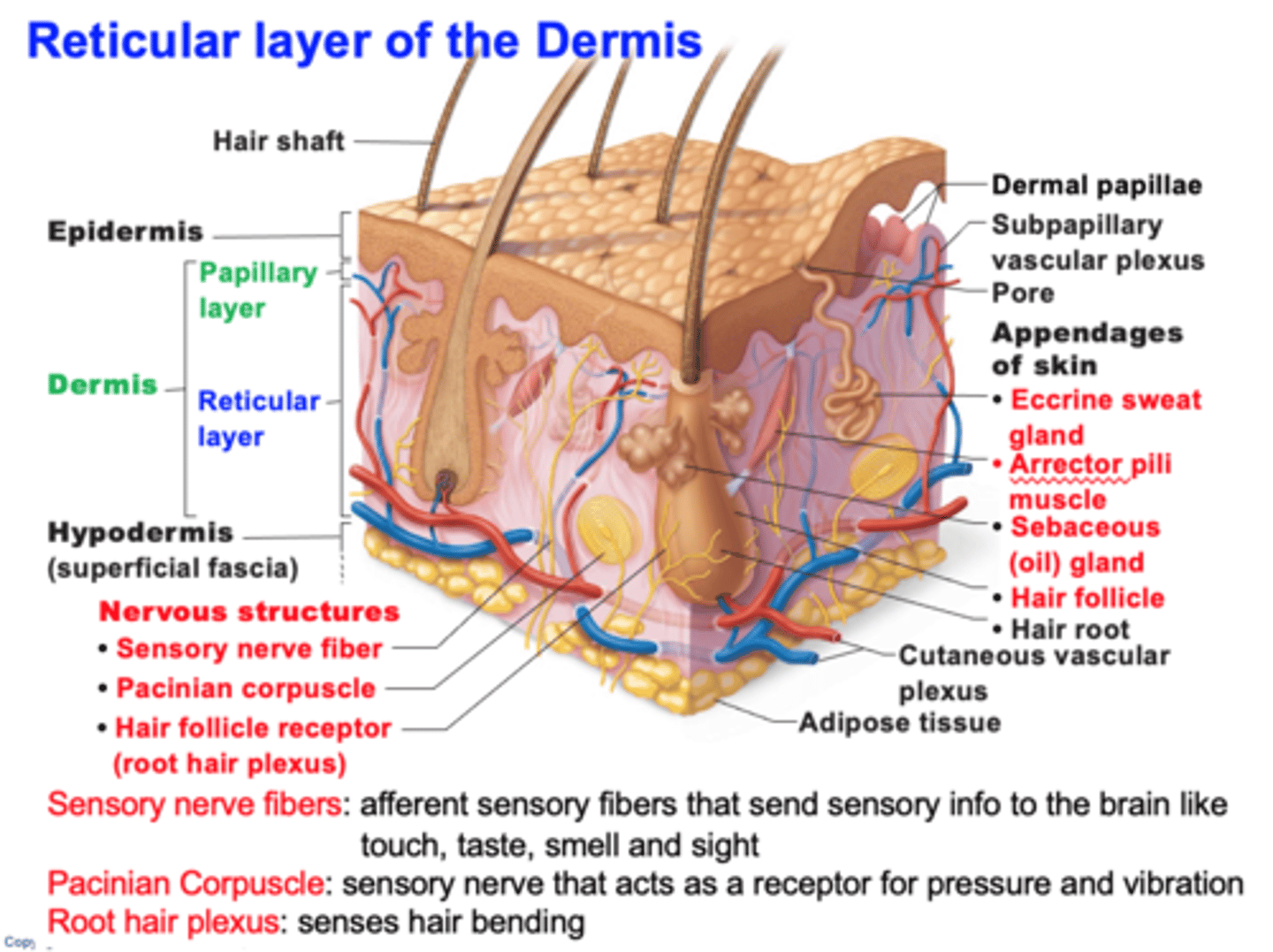 <p>They are nerve endings in the skin, responsible for sensitivity to deep pressure touch and high frequency vibration.</p>