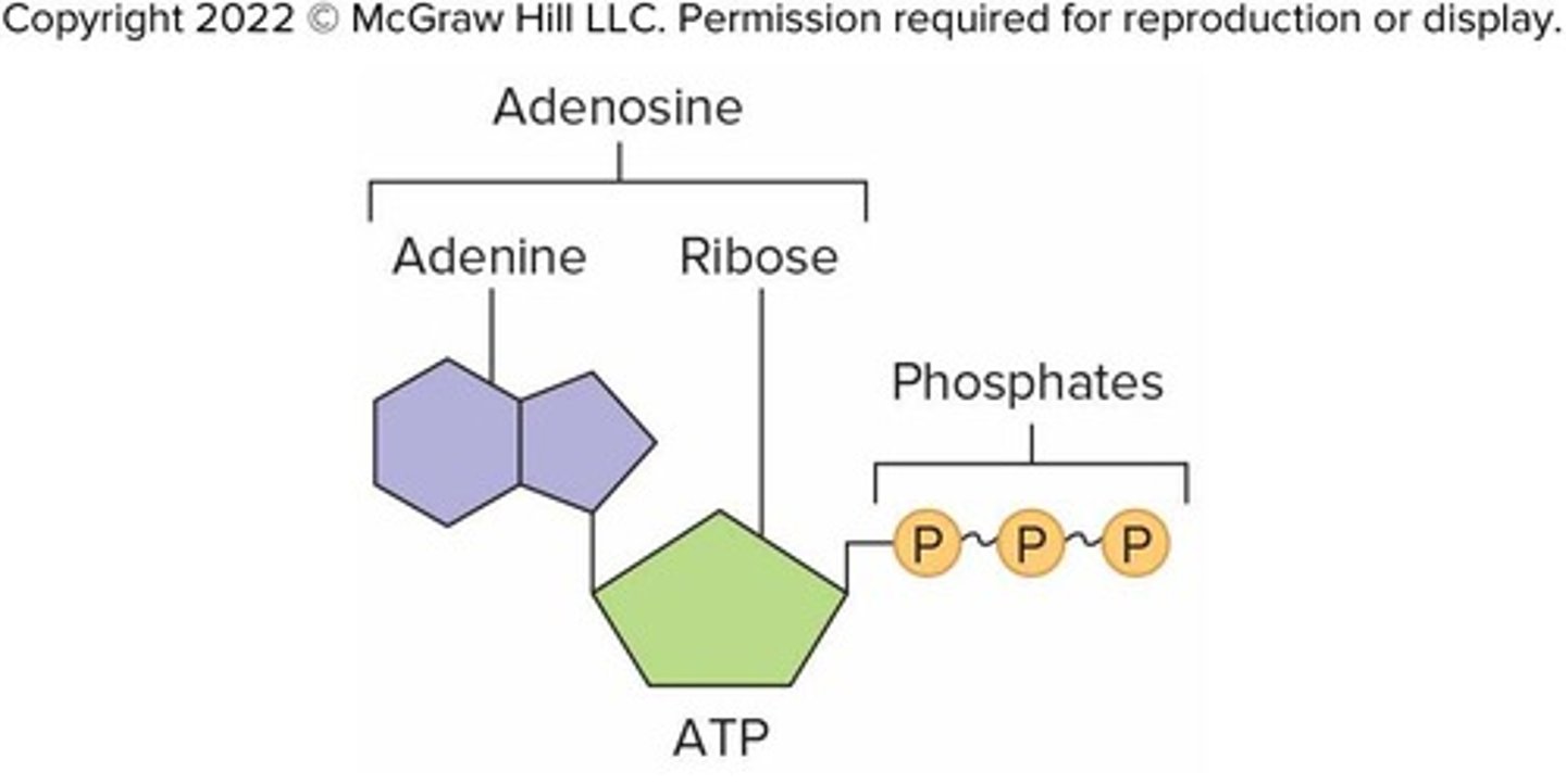 <p>Molecule that carries energy in a form the cell can use</p>