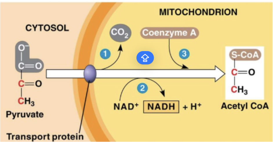 <p>a chemical reaction where pyruvate is transported into the mitochondria, attaching to an enzyme + becomes <strong>Acetyl CoA</strong></p>