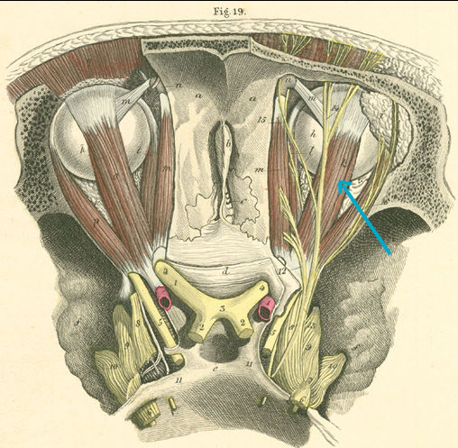 <p>What muscle?</p>