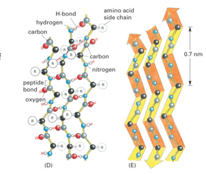 <p>allows for proteins to do protein-protein interactions for activation/repression of transcription</p><p>protein-protein interactions allow for conformational changes in the protein for it to activate or repress</p><ul><li><p>acidic activation domains interact with co-activator</p><ul><li><p>some yeast activators, mammalian glucocorticoid receptor, herpes virus activator</p></li><li><p>lots of aspartic and glutamic acid</p></li></ul></li><li><p>glutamine-rich domains</p></li><li><p>proline-rich domains</p></li></ul><p></p>