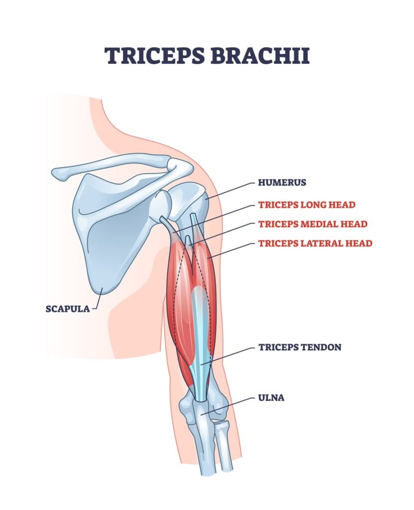 <p>Origin: Long head - infraglenoid tubercle; Lat. head - prox. post. humerus; Med. head - mid post. humerus </p><p>Insertion: Olecranon process </p><p>Innervation: Radial n. </p><p></p>