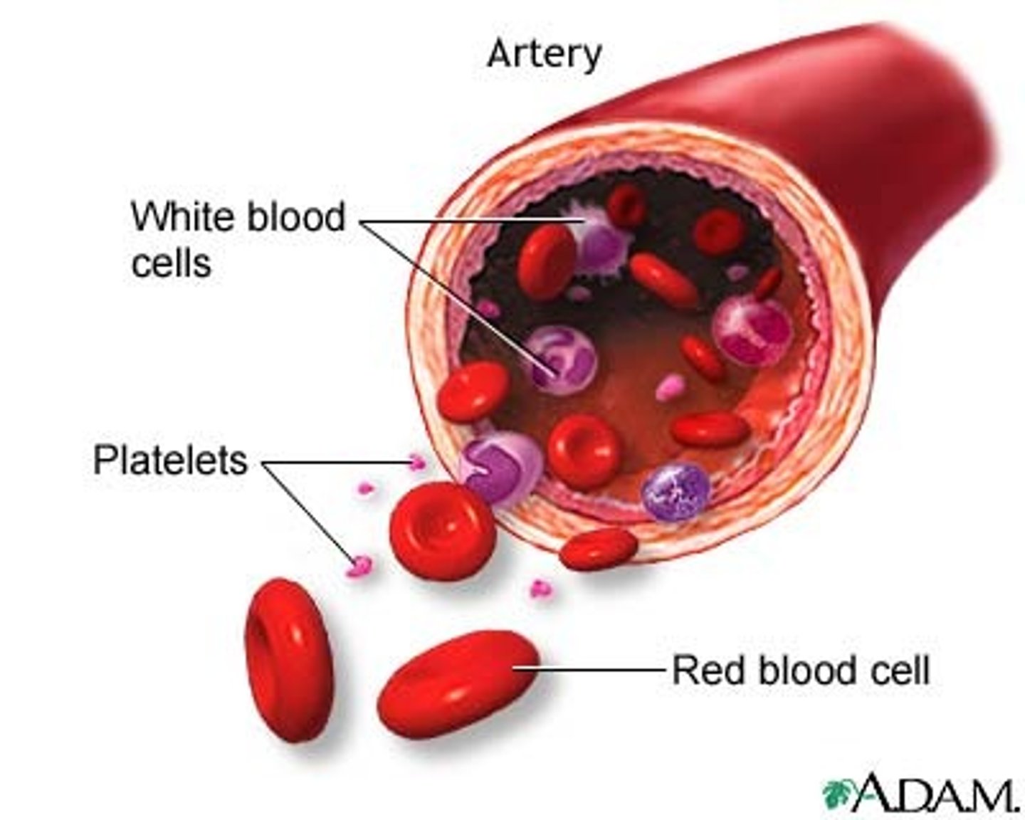 <p>Blood cells that carry oxygen from the lungs to the body cells - dimple in the middle to increase surface area to carry more oxygen</p>