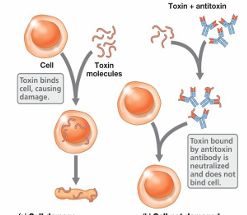 <ul><li><p>Ab binds to antigen blocking attachment sites</p></li></ul><p></p>