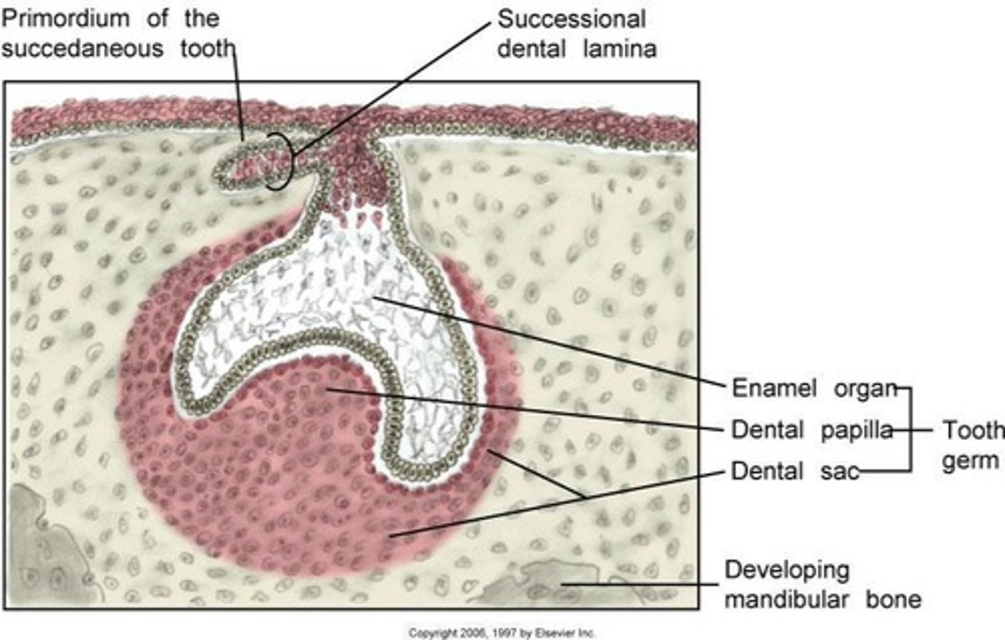 <p>An extension of the dental lamina that gives rise to permanent tooth buds. develops an extension to the lingual side of each tooth.</p>