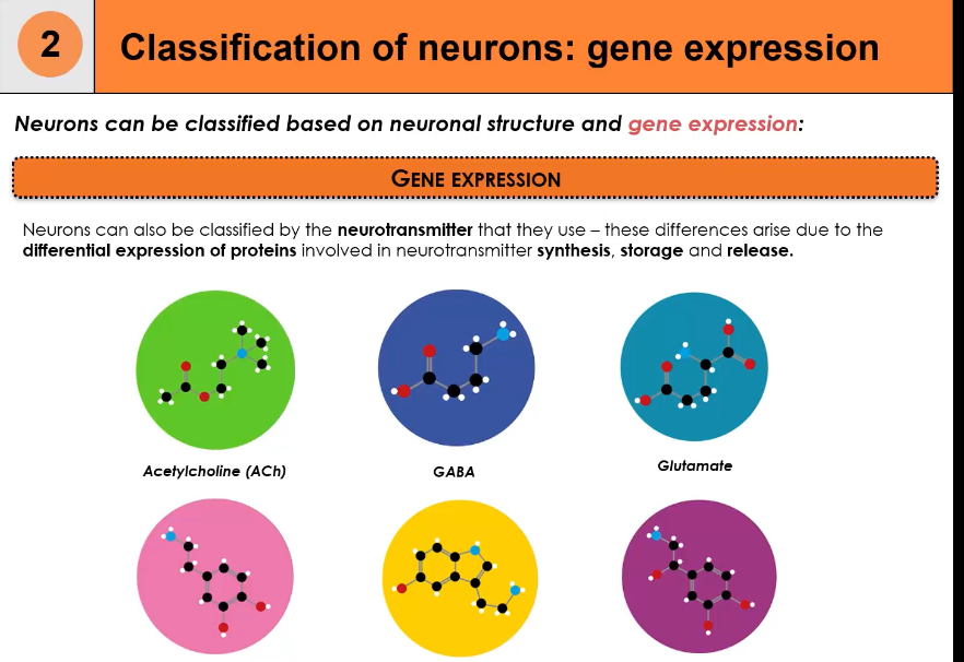 <p><span>Based on genes coding for neurotransmitter synthesis enzymes, vesicle transporters, ion channels, etc.</span></p>