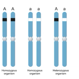 <p>Found in all Eukaryotes. It differs from prokaryotic genomes (circular chromosomes ). </p>