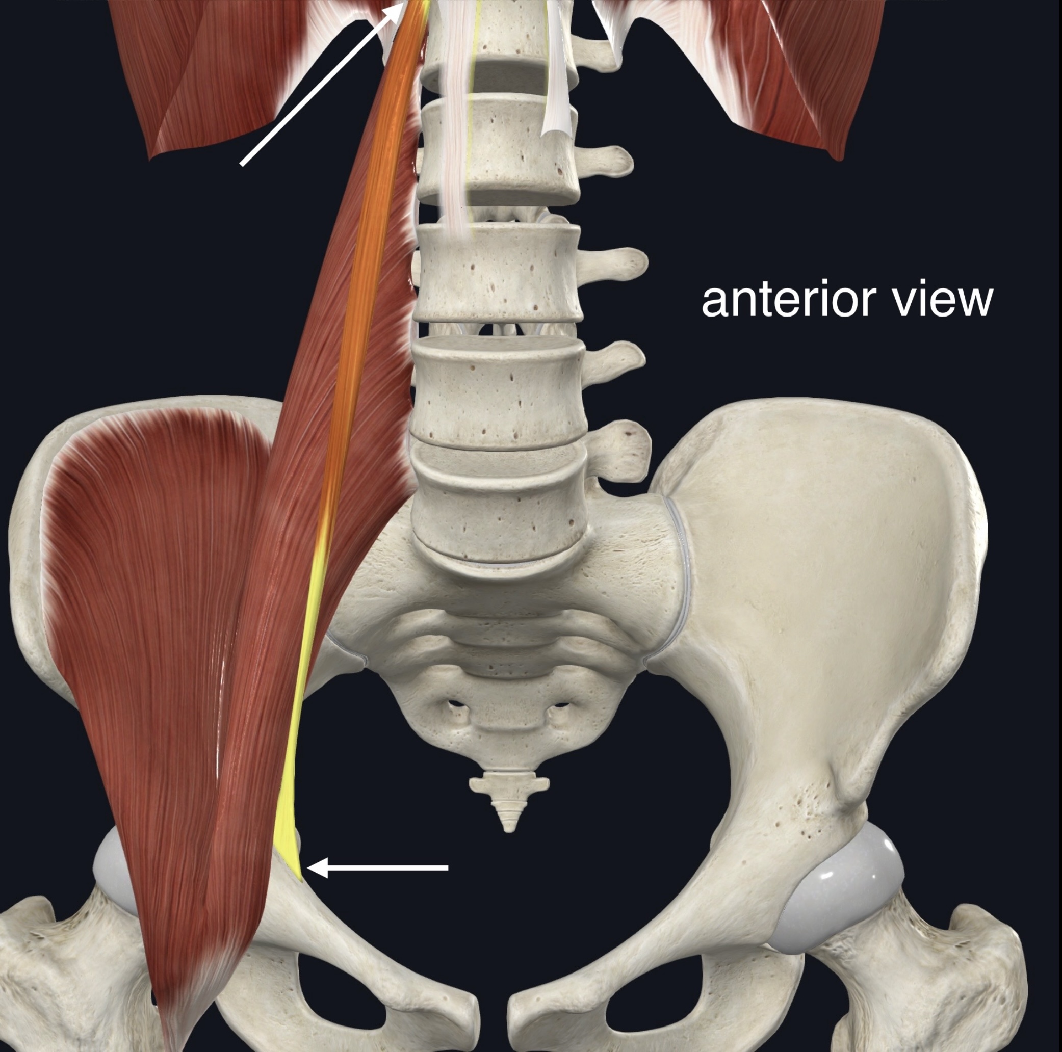 <p>Name the muscle, origin and insertion</p>