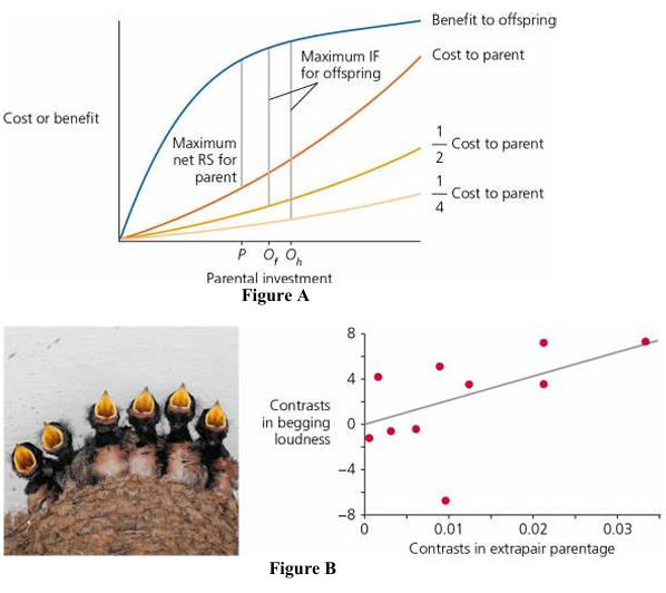 <p>The analysis of parent—offspring conflict in birds has generated some interesting observations. For example, researchers hypothesized that chicks should beg to be fed by their parents more loudly when their nestmates are less closely related. (See Figure A, where Of = optimal parental investment where the lost siblings are full sibs, and Oh for an offspring whose lost siblings are half sibs.) Do the data collected bear this out (Figure B)?</p>