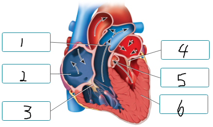 <p>The figure illustrates the heart during ventricular systole and atrial diastole. Label the positioning of the valve cusps during this phase of the cardiac cycle.</p><p><span style="font-size: inherit; font-family: inherit"><br></span></p>
