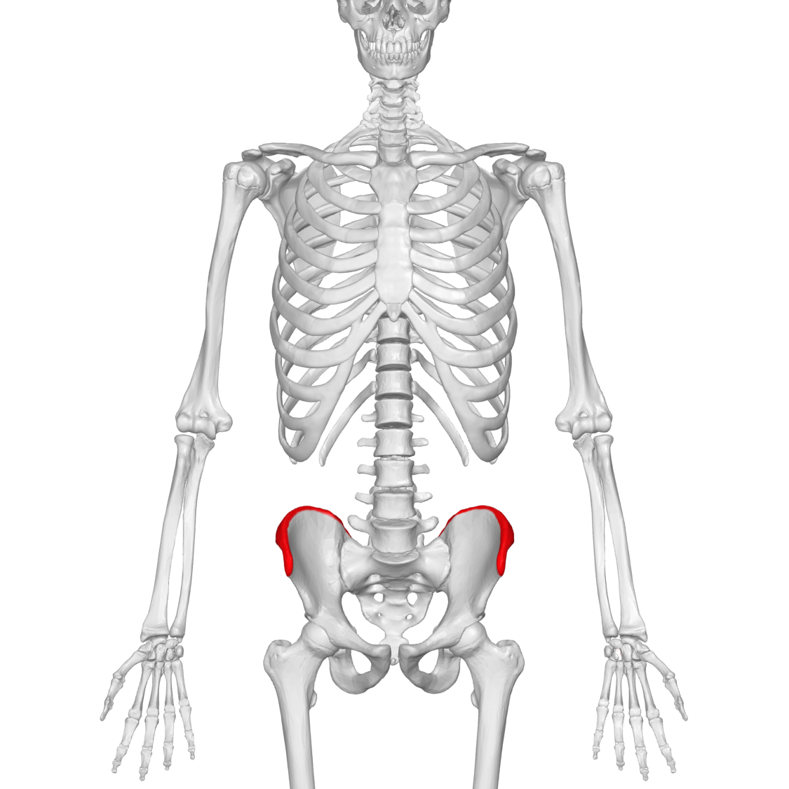 <p>What bone structure is this?</p>