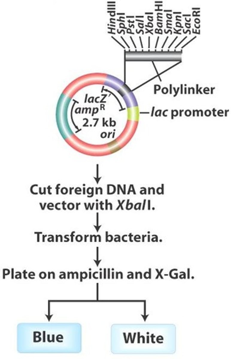 <p>It distinguishes colonies with inserts (white colonies) from those without (blue colonies) based on lacZ activity.</p>