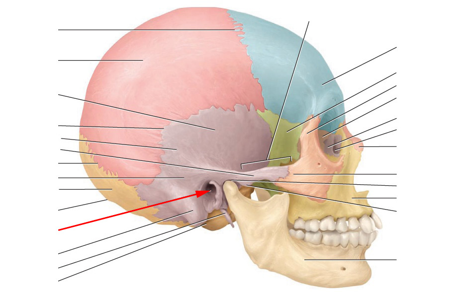 <p>Opening into a canal</p><p>ex: External auditory meatus</p>