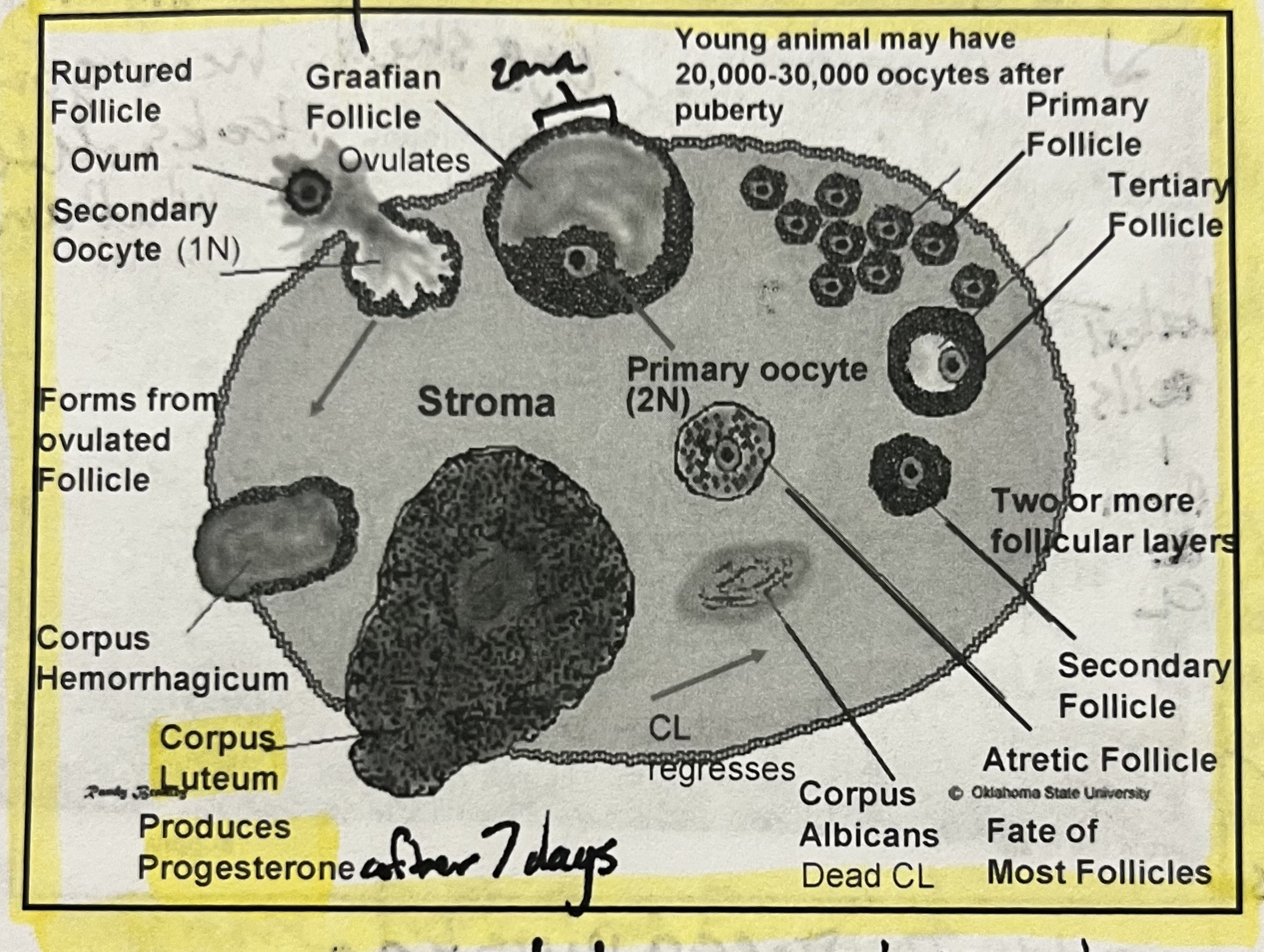 knowt flashcard image