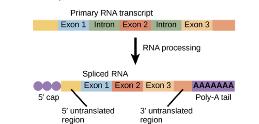 <ul><li><p>sections of the pre-mRNA are called introns and are removed so that exons are joined together (first image)</p><ul><li><p>introns - do not code for amino acids  </p></li><li><p>exons - expressed sections that code for amino acids </p></li></ul></li><li><p>alternative slicing - means the same gene can be cut and rearranged in different ways → this makes different proteins from the same gene.</p></li></ul><p></p>