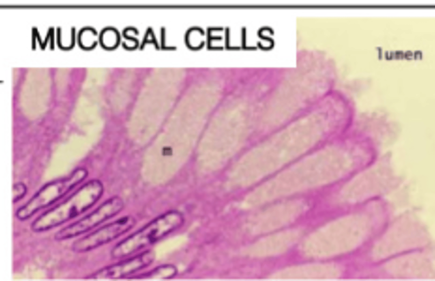 <p>Exocrine (unicellular, mucous-secreting)</p>