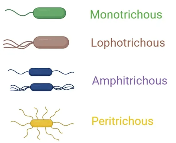<ul><li><p><strong>pili</strong></p><ul><li><p>hair-like extensions that provide attachment to host cells or other bacteria</p></li><li><p>sex pili are involved in conjugation and exchange of DNA between bacteria</p></li></ul></li><li><p><strong>flagella</strong></p><ul><li><p>not present on all bacteria, used for movement</p></li></ul></li></ul><p></p>