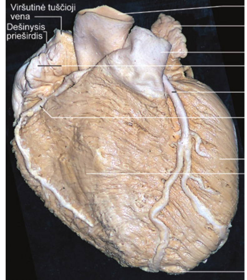 <p>Kas maitina sirdies audinius?</p>