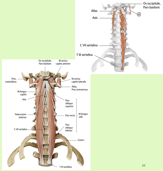 <p><span data-name="black_small_square" data-type="emoji">▪</span><span><span> Origo:<br></span></span><span data-name="black_small_square" data-type="emoji">▪</span><span><span> tubercula anteriora van proc. Trans.<br>C III-VI</span></span></p><p><span><span><br></span></span><span data-name="black_small_square" data-type="emoji">▪</span><span><span> Insertie:<br></span></span><span data-name="black_small_square" data-type="emoji">▪</span><span><span> pars basilaris van os occipitale</span></span></p><p><span><span><br></span></span><span data-name="black_small_square" data-type="emoji">▪</span><span><span> Functie:<br></span></span><span data-name="black_small_square" data-type="emoji">▪</span><span><span> flexie hoofd, homolaterale<br>lateroflexie en homolaterale rotatie.</span></span></p><p><span><span><br></span></span><span data-name="black_small_square" data-type="emoji">▪</span><span><span> Innervatie:<br></span></span><span data-name="black_small_square" data-type="emoji">▪</span><span><span> takken van plexus cervicalis</span></span></p><p><br></p>