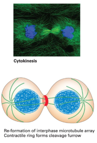 <p><span style="color: #000000">Cell division into two separate daughter cells. Contractile ring (actin and myosin) forms the cleavage furrow to split the cell.</span></p>