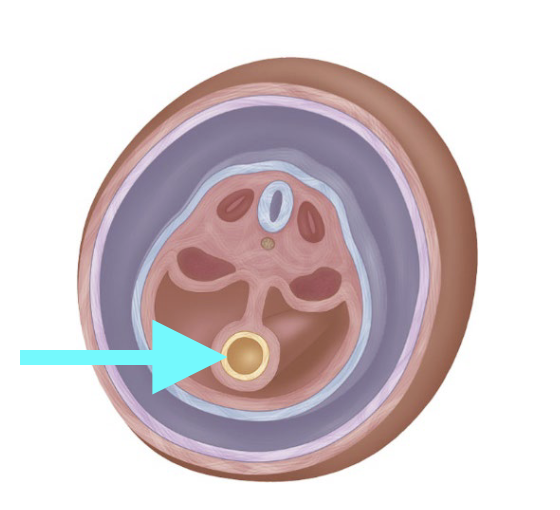 <p>What structure is shown?</p>