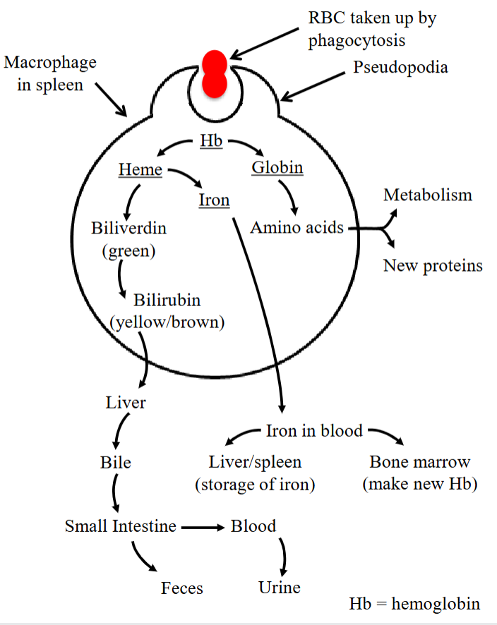 <ul><li><p>Hemoglobin is broken down into a heme group and a globin group. </p></li><li><p>The protein group (“globin”) is converted into amino acids and either used up in metabolic pathways or synthesized into new proteins. </p></li><li><p>The heme group (non-protein group) undergoes further breakage.</p></li><li><p>Step 2 in the process.</p></li></ul><p></p>