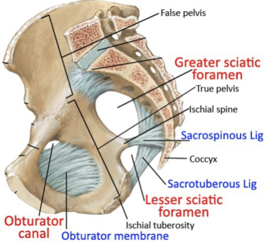 <p>Greater and lesser sciatic foramen</p>