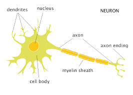 <p>center of the neuron cell body, controls the cell</p>