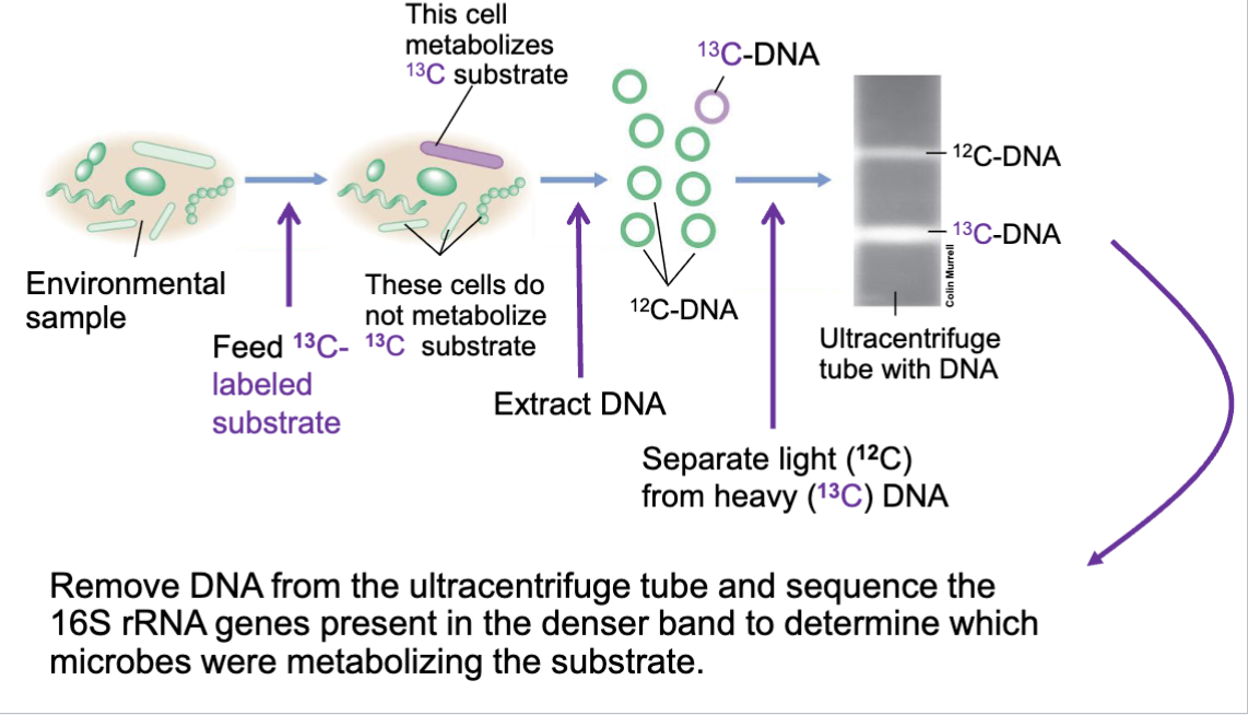<p>assosciates reactions w organisms b4 performing them</p><p></p><p>measures use of substrates containing C or N + version of substrate with stable isotope needed (C 13 or N 15)</p><p></p><p>who is eating what.</p>