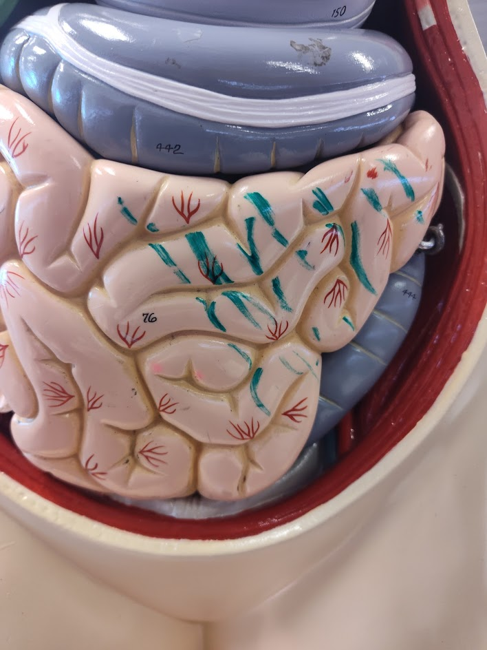 <p>descending colon</p>