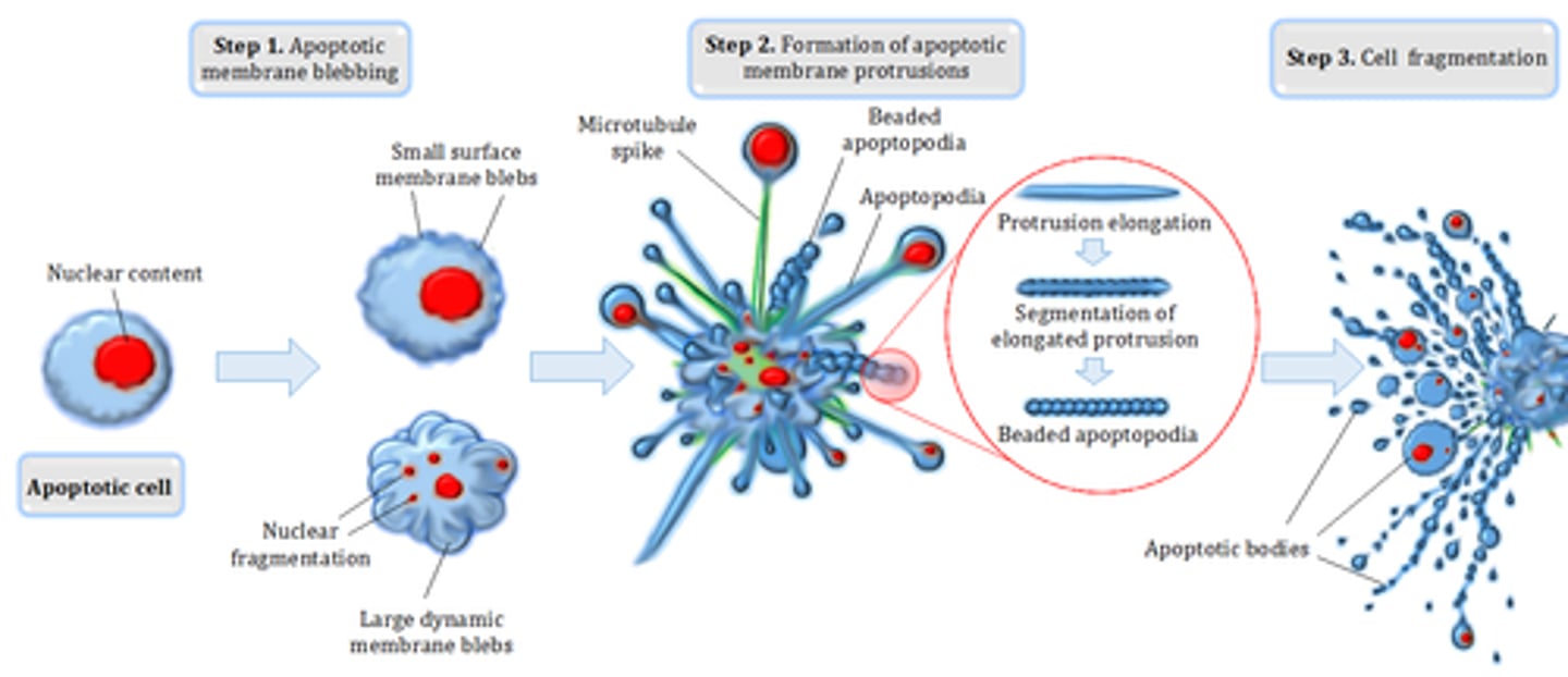 <p>To say a cell is senescent means that the cell no longer divides.</p><p>Apoptosis is programmed cell death in which a cell digests/destroys itself.</p>